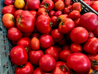 Bright red and yellow tomatoes piled in a market crate, fresh and organic produce.
