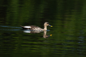 A beautiful Spot billed duck  swimming  on calm water , creating clear reflection and gentle ripples in a serene natural settings.
