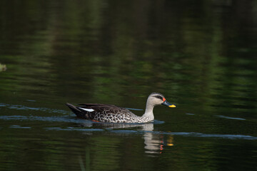A beautiful Spot billed duck  swimming  on calm water , creating clear reflection and gentle ripples in a serene natural settings.