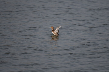 A beautiful, small Little Grebe swimming on water with wide spread wings