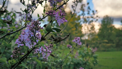 Obraz premium blooming lilac bush in sunny november day