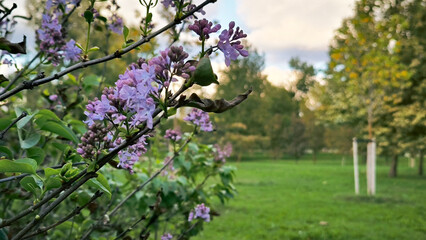 Obraz premium blooming lilac bush in sunny november day