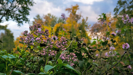 blooming lilac bush in sunny november day