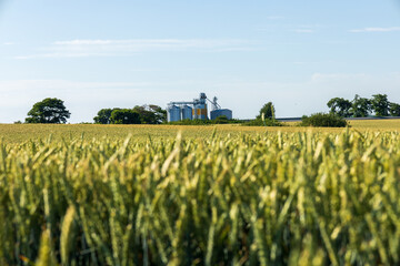 A golden wheat field stretches to the horizon in rural England © SMK