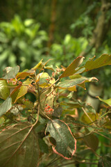red and green leaves