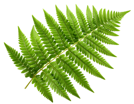 Elegant Fresh Fern Leaf for Botanical Designs, isolated on a transparent background