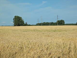 wheat field and blue sky