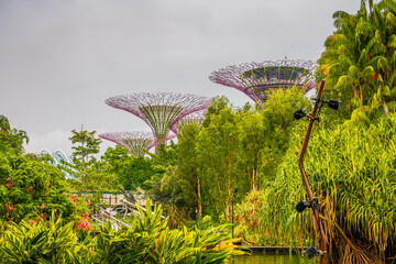 Fototapeta premium Supertree grove at marina bay garden in Singapore, were conceived and designed by Grant Associates