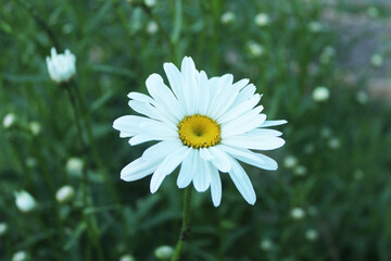 Fototapeta premium Chamomile flower bloomed under the window
