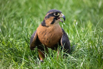Lanner Falcon Sitting on Grass
