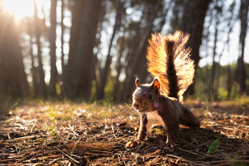squirrel in the woods