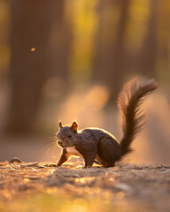 squirrel in the park with sunrise background