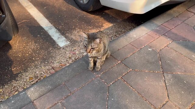 A brown street cat stands and moans from hunger.