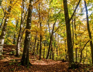 Autumn forest sunlight