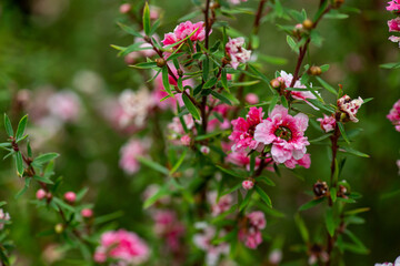 Close-up image of New Zealand Manuka flowers. Its nectar produces Manuka honey