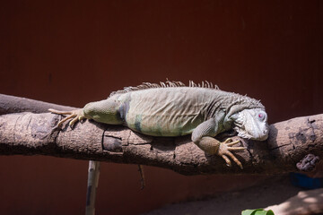 Large iguana perched calmly on a tree branch in a sanctuary, its alert eyes and rough scales reflecting the beauty and adaptability of this reptile.