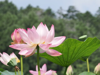 Fototapeta premium 蓮の花のクローズアップ