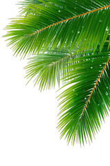 Close-up palm fronds, vibrant green