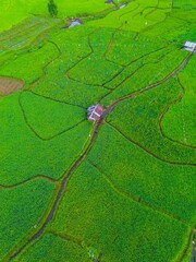 Beautiful morning view indonesia panorama landscape forest with beauty color and sky natural light
