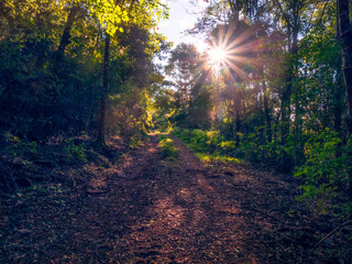 sun rays in the forest