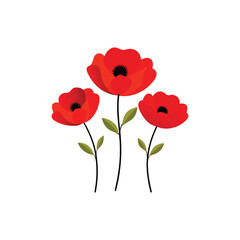 Vibrant red poppy flowers vector illustration isolated on white background.