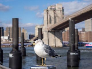 Brooklyn Bridge at New York City

