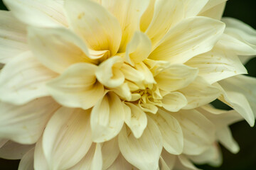 Dahlia pinnata, commonly known as a garden dahlia. It is a perennial herbaceous plant native to Mexico and Central America