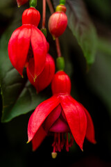 Selective focus of Fuchsia magellanica, Purple red flower in the garden, Hummingbird fuchsia