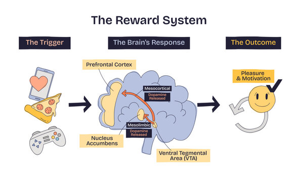 Reward system overview shows brain, dopamine pathways, and triggers like food and phone, explaining pleasure and motivation. Doodle style diagram