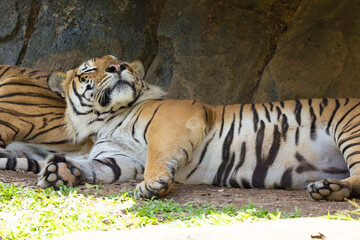 The Malayan tiger is napping in the shade.