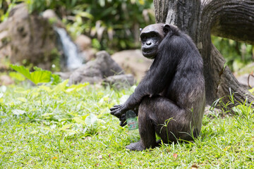 Side view of a chimpanzee (Pan troglodytes) sitting and holding a plastic bottle
