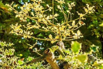 Passer domesticus pertenece a la familia de Passeridae.
