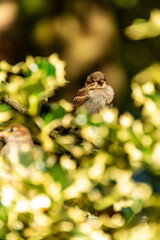 Passer domesticus pertenece a la familia de Passeridae.