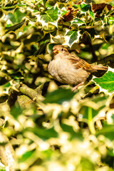 Passer domesticus pertenece a la familia de Passeridae.