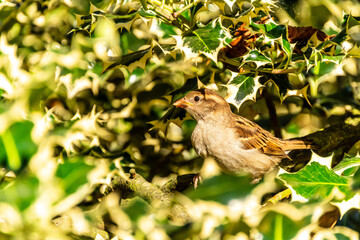 Passer domesticus pertenece a la familia de Passeridae.