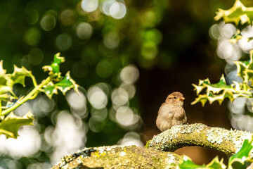 Passer domesticus pertenece a la familia de Passeridae.