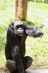 The chimpanzee (Pan troglodytes) reaches out its hand while sitting