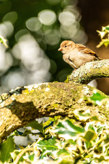 Passer domesticus pertenece a la familia de Passeridae.