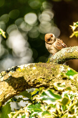 Passer domesticus pertenece a la familia de Passeridae.