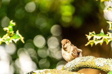 Passer domesticus pertenece a la familia de Passeridae.