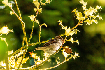 Fototapeta premium Passer domesticus pertenece a la familia de Passeridae.