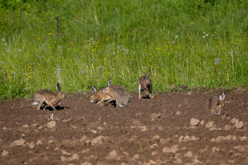 Bunny family playing on a summer morning
