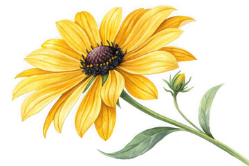 Vibrant yellow black eyed susan flower with bud and green leaves isolated on transparent background