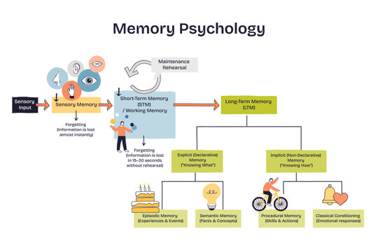 Memory psychology shows how sensory input moves to short-term and long-term memory, key objects, brain, arrows, memory boxes. Doodle style diagram