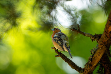 bird on a branch © talavietis