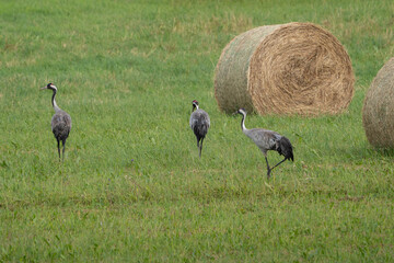 cranes in the field © talavietis