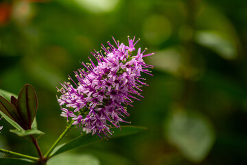 Veronica salicifolia, synonym Hebe salicifolia, the koromiko or willow-leaf hebe