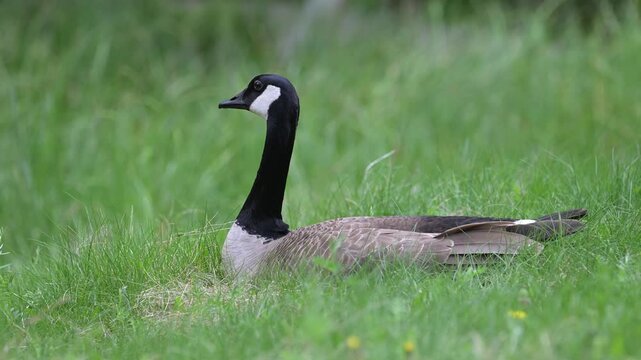 Canada goose family in the spring