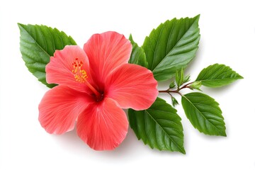 Hibiscus flower blooming with green leaves on white background