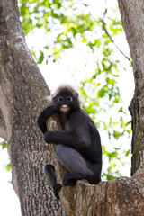 A dusky leaf monkey (Trachypithecus obscurus), also known as a spectacled langur, climbs a tree and plays.
